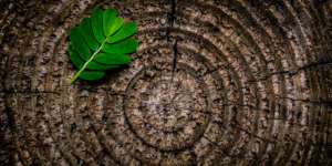 tree trunk with a leaf on it